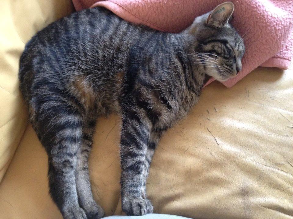 Huskat Tico billede 16