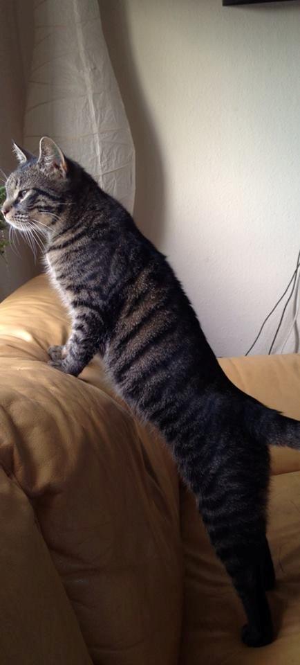 Huskat Tico billede 17