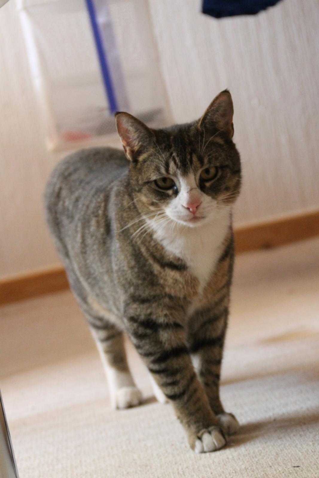 Huskat Oscar billede 2