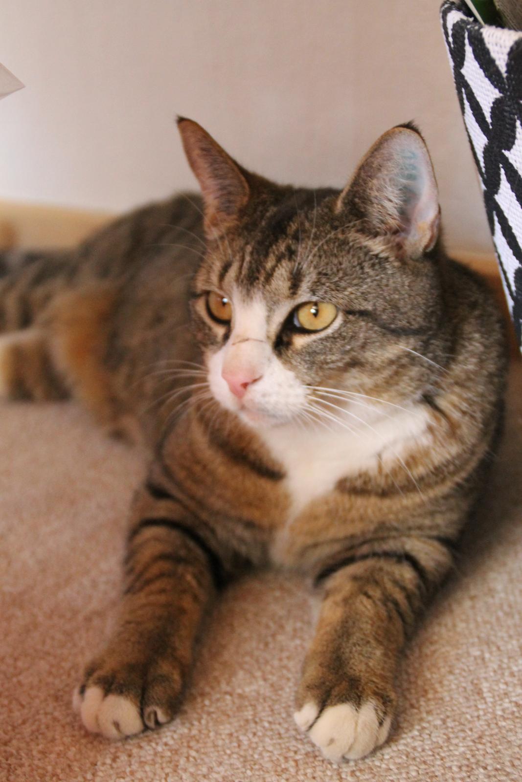 Huskat Oscar billede 3