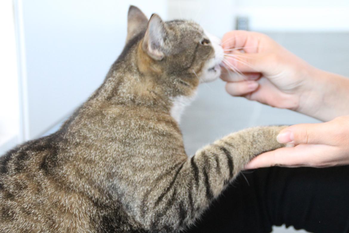 Huskat Oscar billede 4