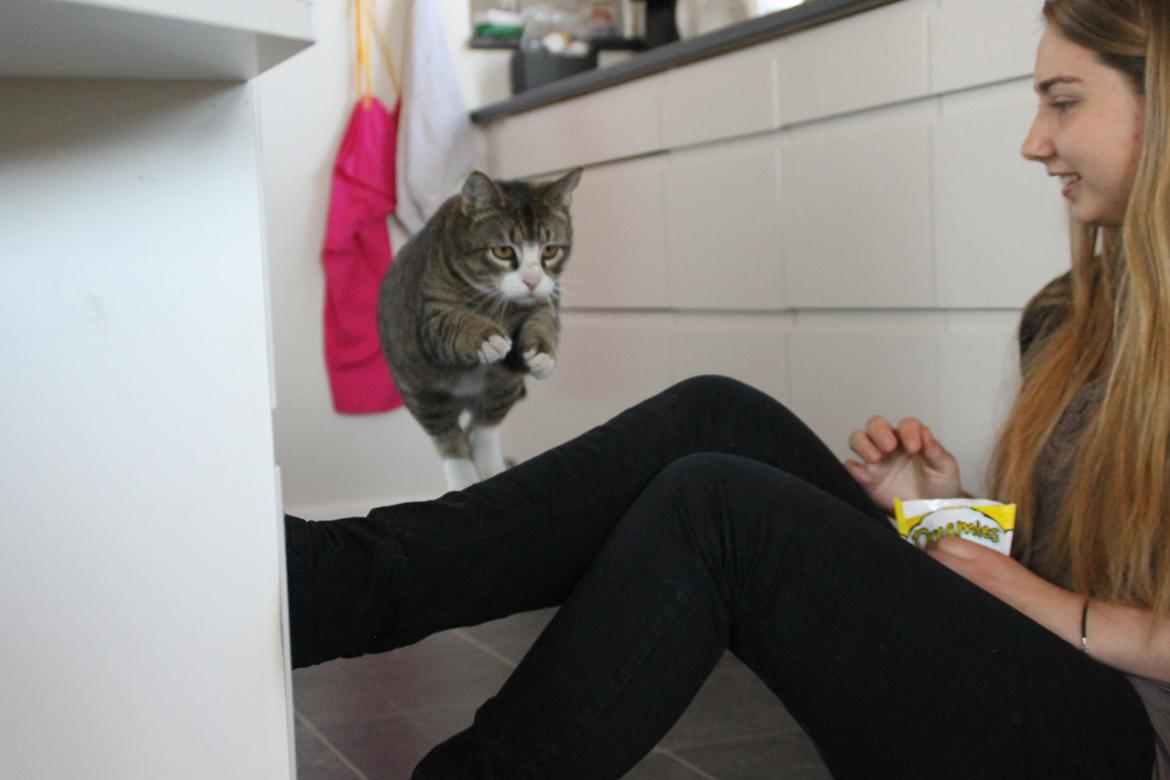 Huskat Oscar billede 5