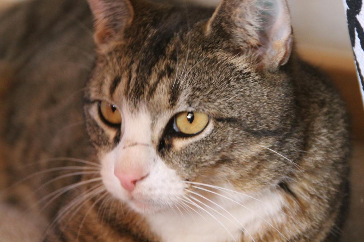 Huskat Oscar billede 6