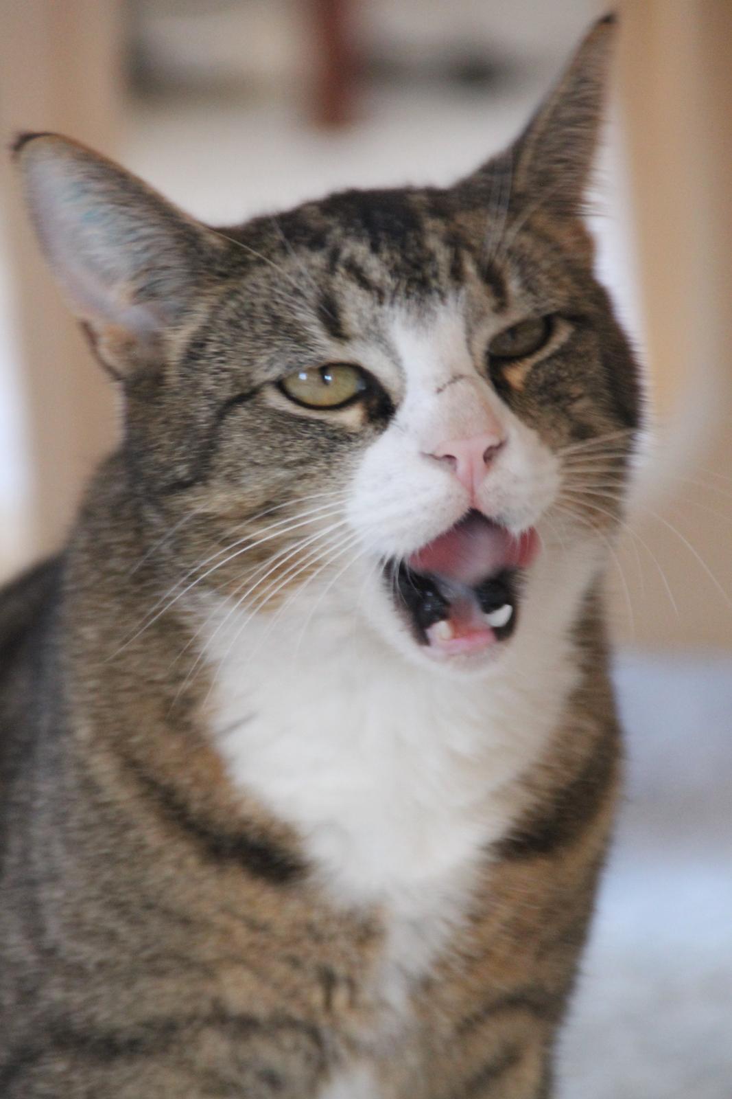 Huskat Oscar billede 7