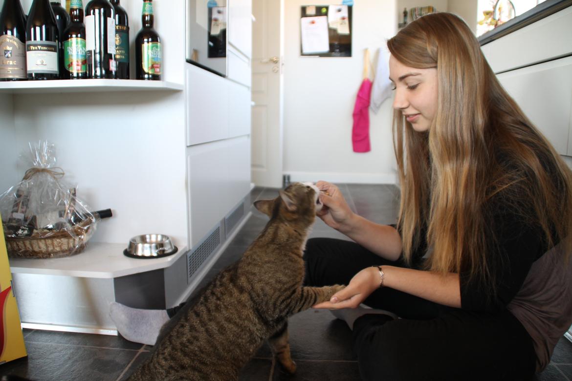 Huskat Oscar billede 8