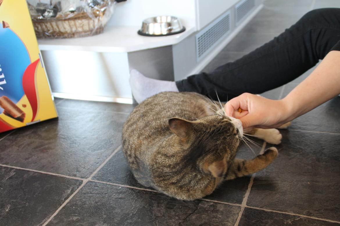 Huskat Oscar billede 9