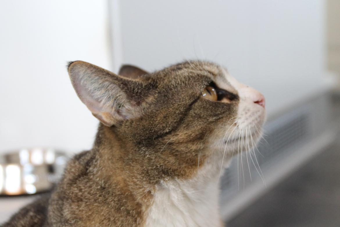 Huskat Oscar billede 10