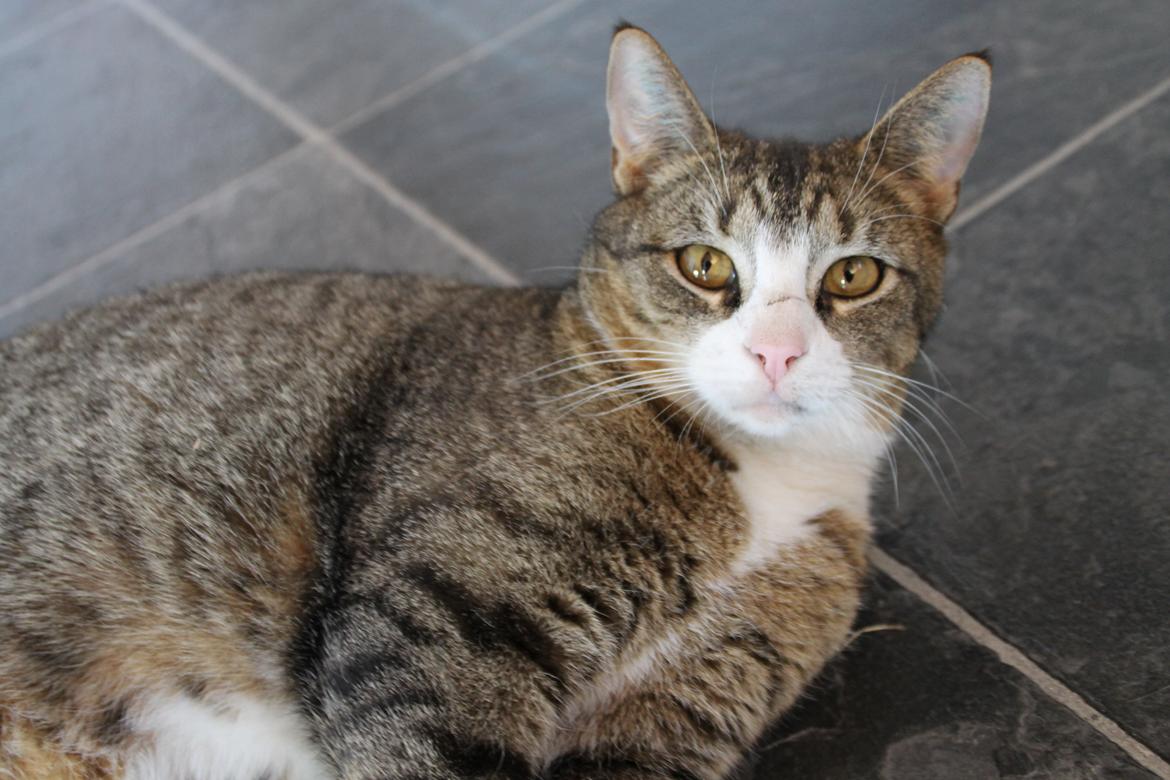 Huskat Oscar billede 11