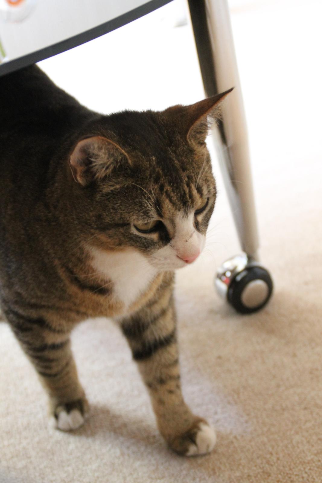 Huskat Oscar billede 12