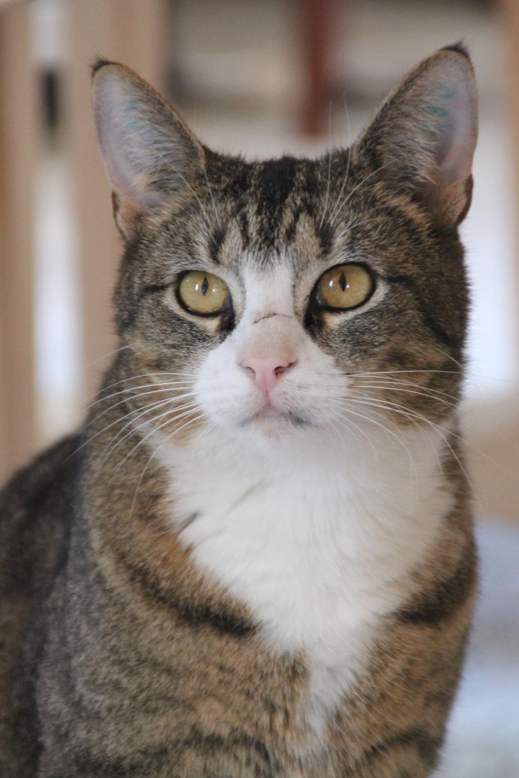 Huskat Oscar billede 1