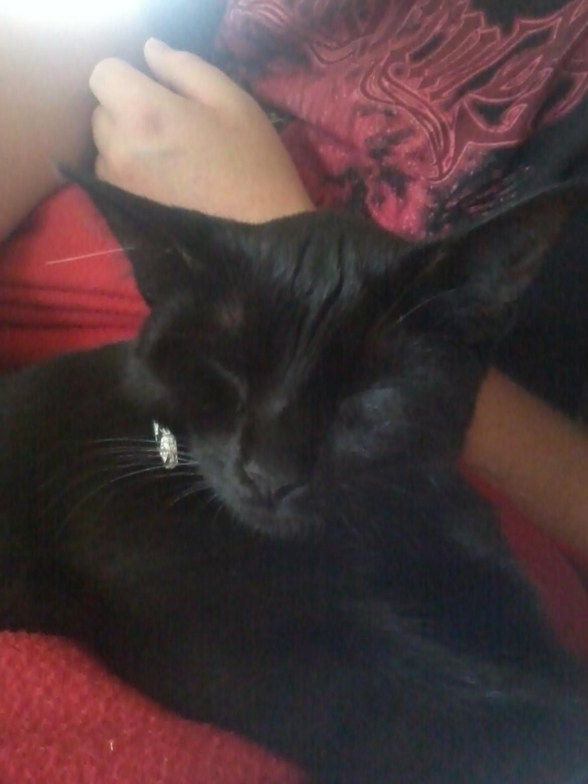 Huskat Lakrids billede 8