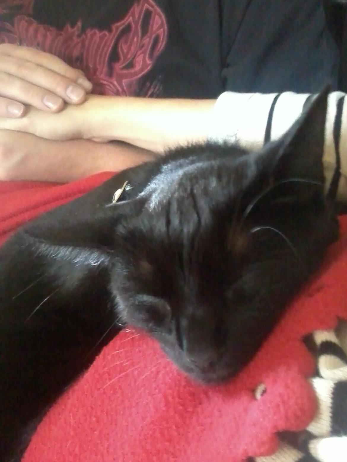 Huskat Lakrids billede 9