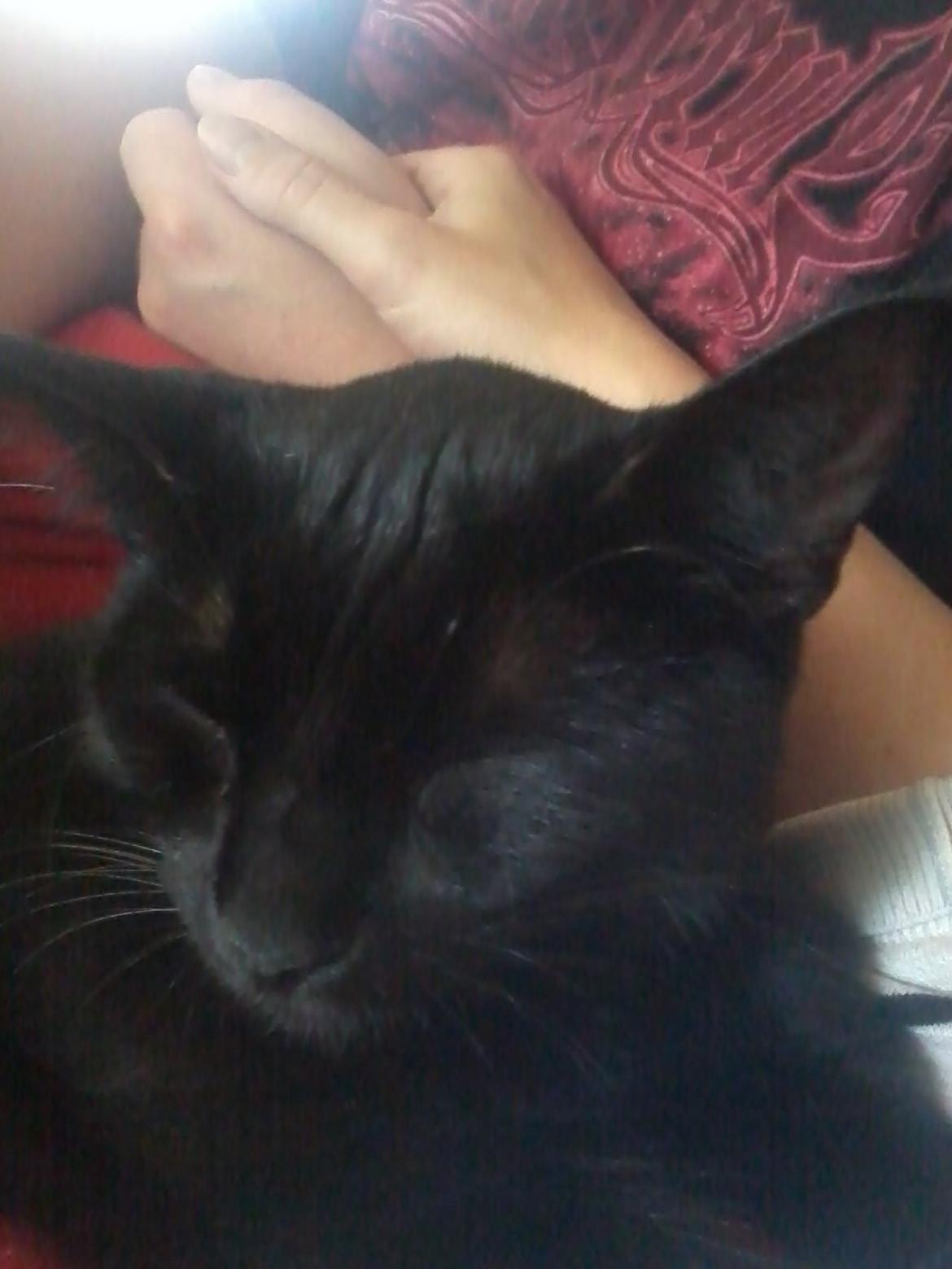 Huskat Lakrids billede 10