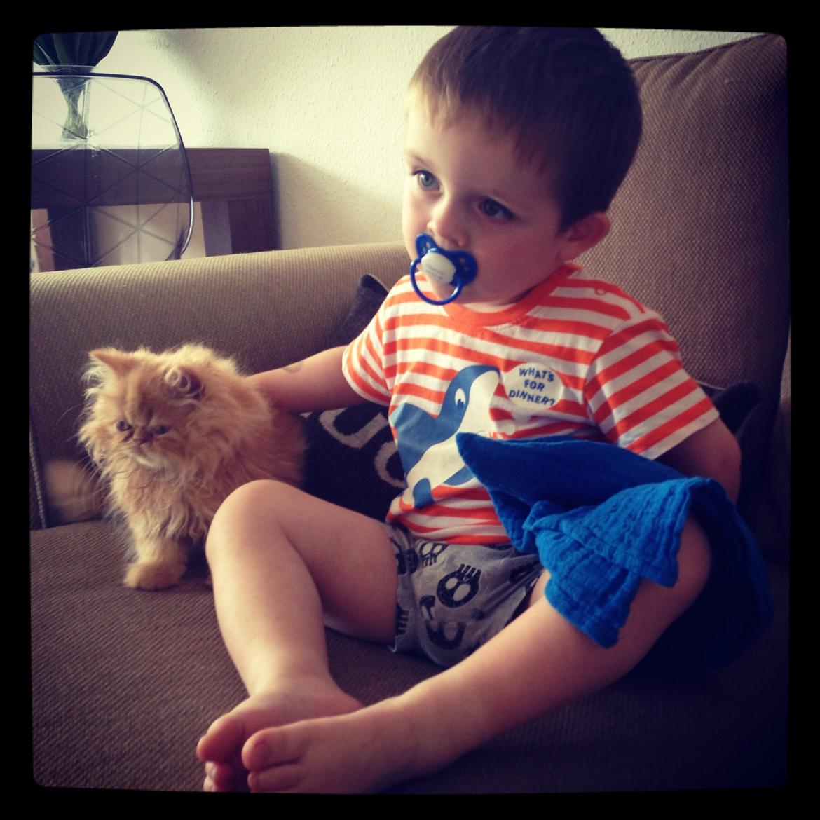 Perser Misty Brown's Lucky Luke aka' Garfield billede 4