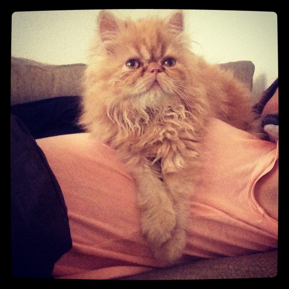 Perser Misty Brown's Lucky Luke aka' Garfield billede 3