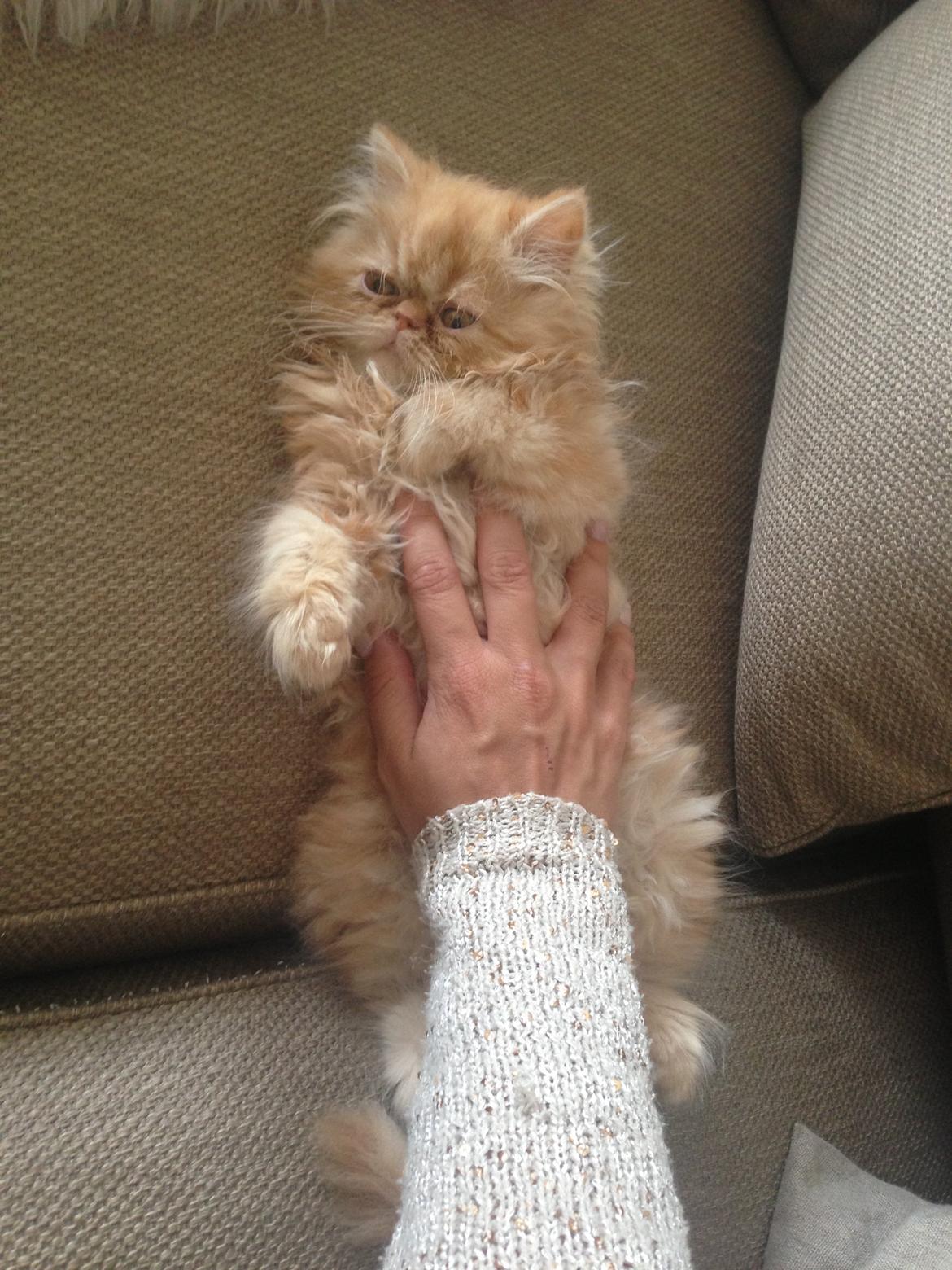 Perser Misty Brown's Lucky Luke aka' Garfield billede 5