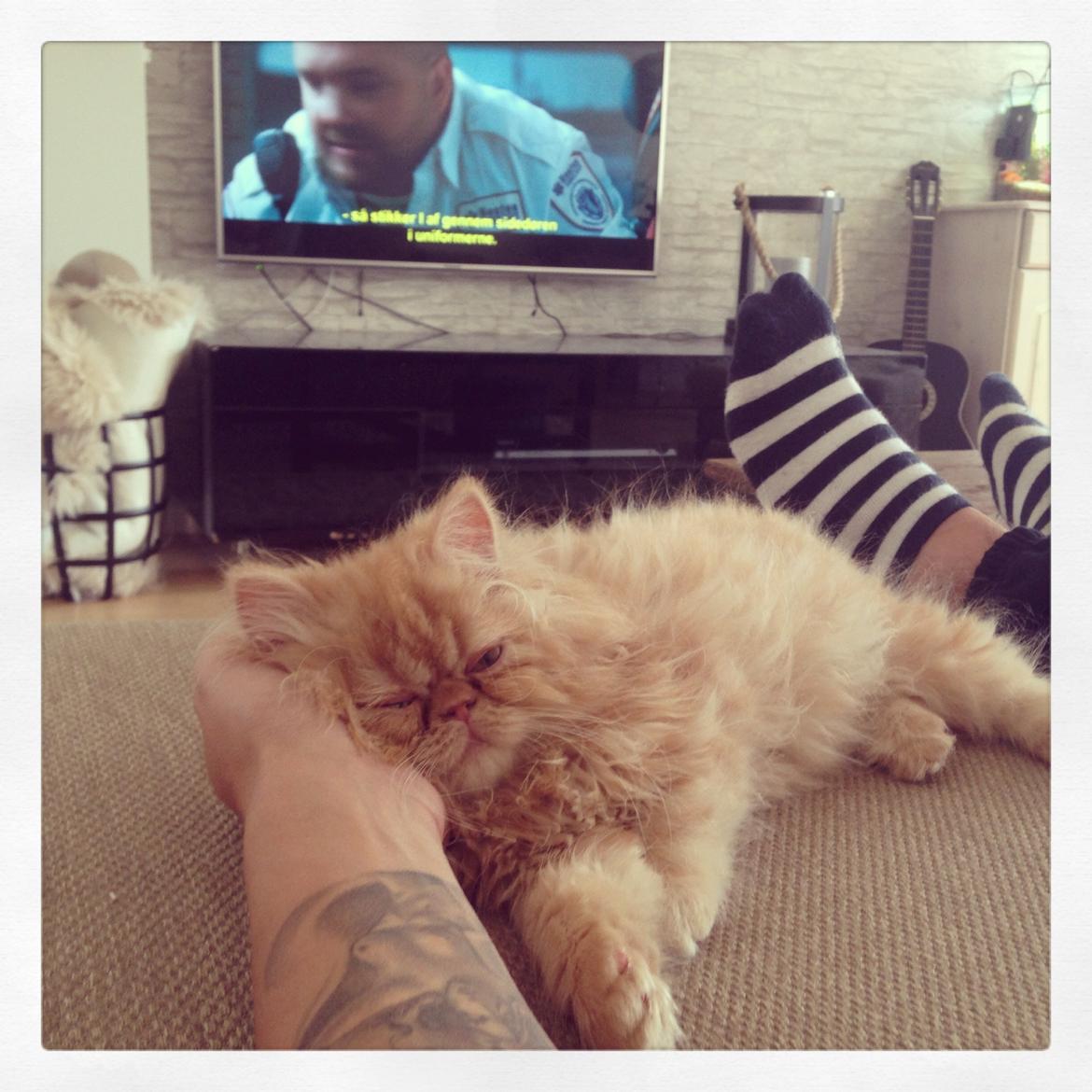 Perser Misty Brown's Lucky Luke aka' Garfield billede 6