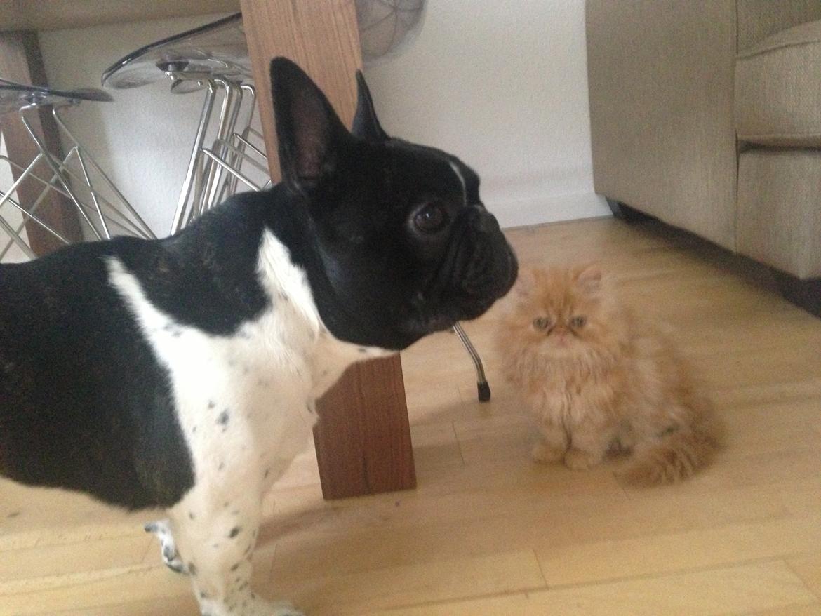 Perser Misty Brown's Lucky Luke aka' Garfield billede 7