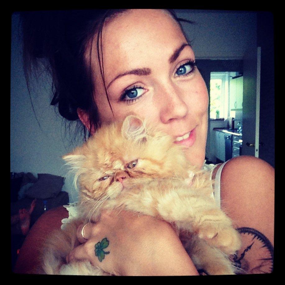 Perser Misty Brown's Lucky Luke aka' Garfield billede 2