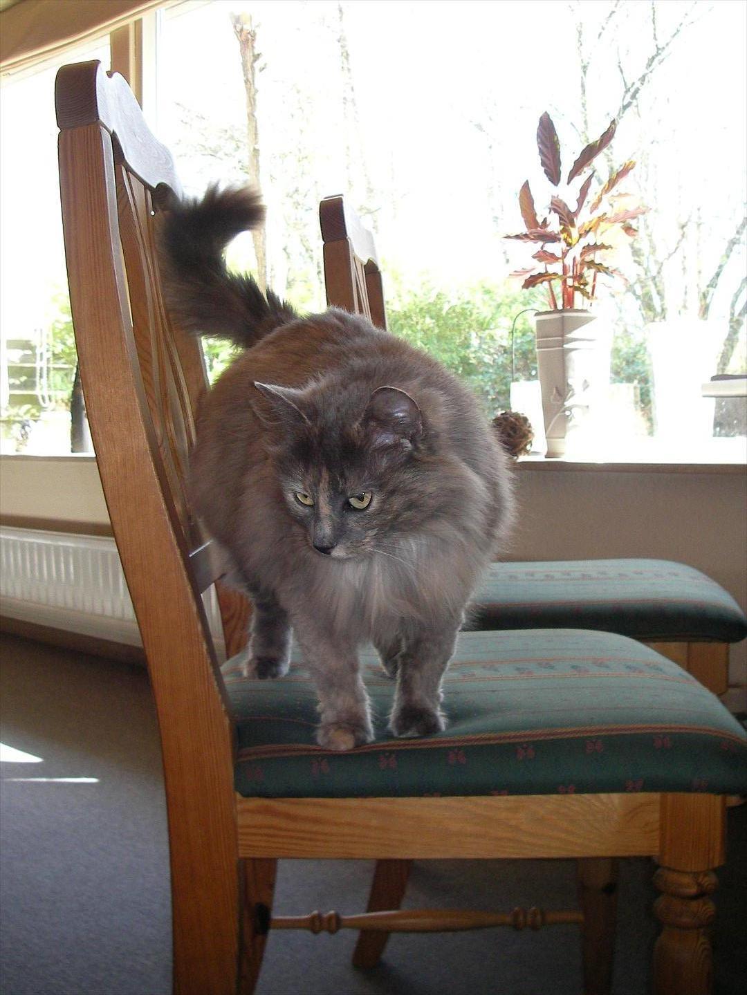 Norsk Skovkat Bamse VERDENS PÆNESTE KAT billede 3