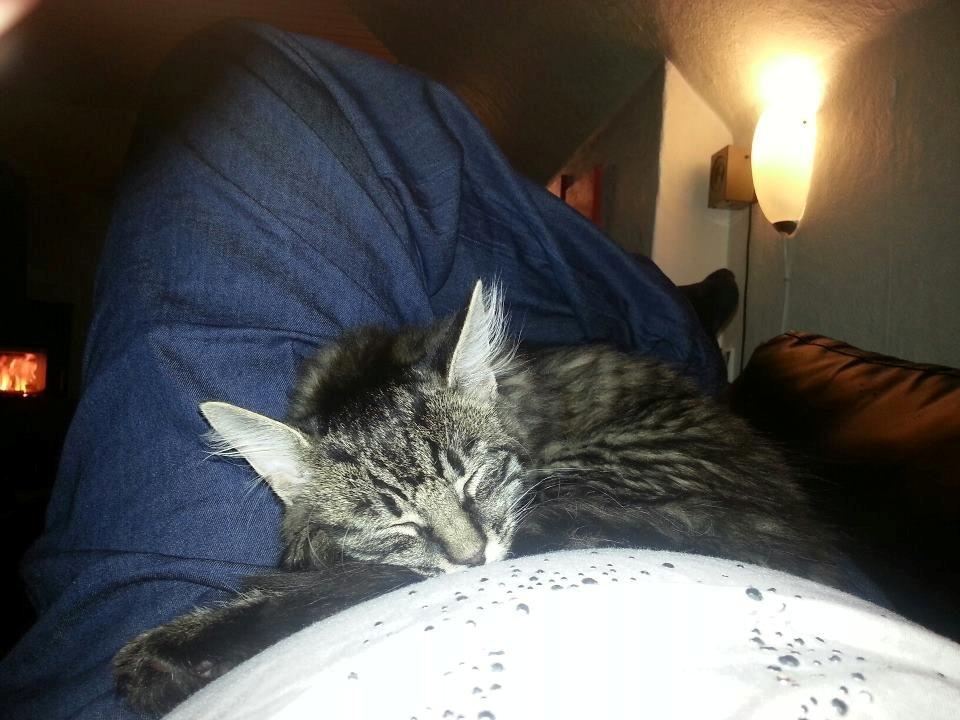 Blanding af racer Sofus - Et par dage efter Sofus og Ludvig flyttede ind.  billede 1