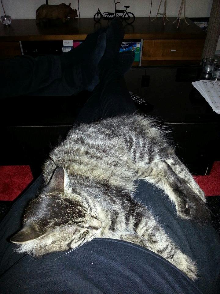 Blanding af racer Sofus billede 2