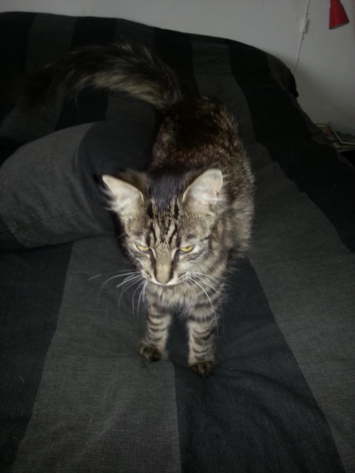 Blanding af racer Sofus billede 3