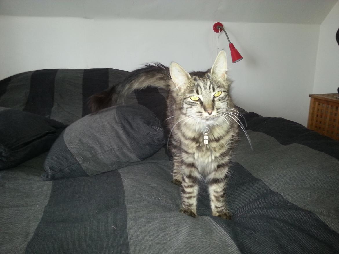 Blanding af racer Sofus billede 4