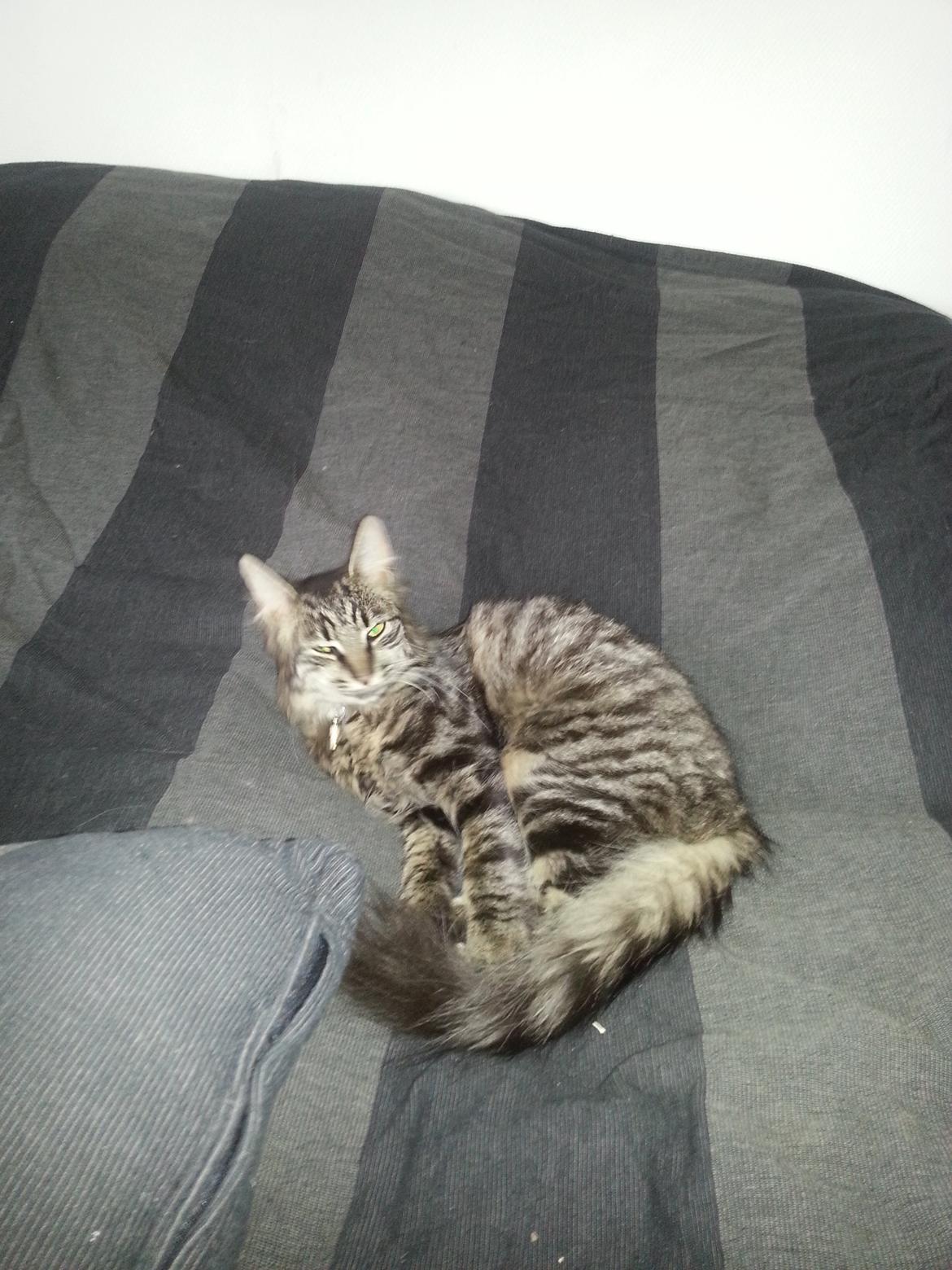 Blanding af racer Sofus billede 5