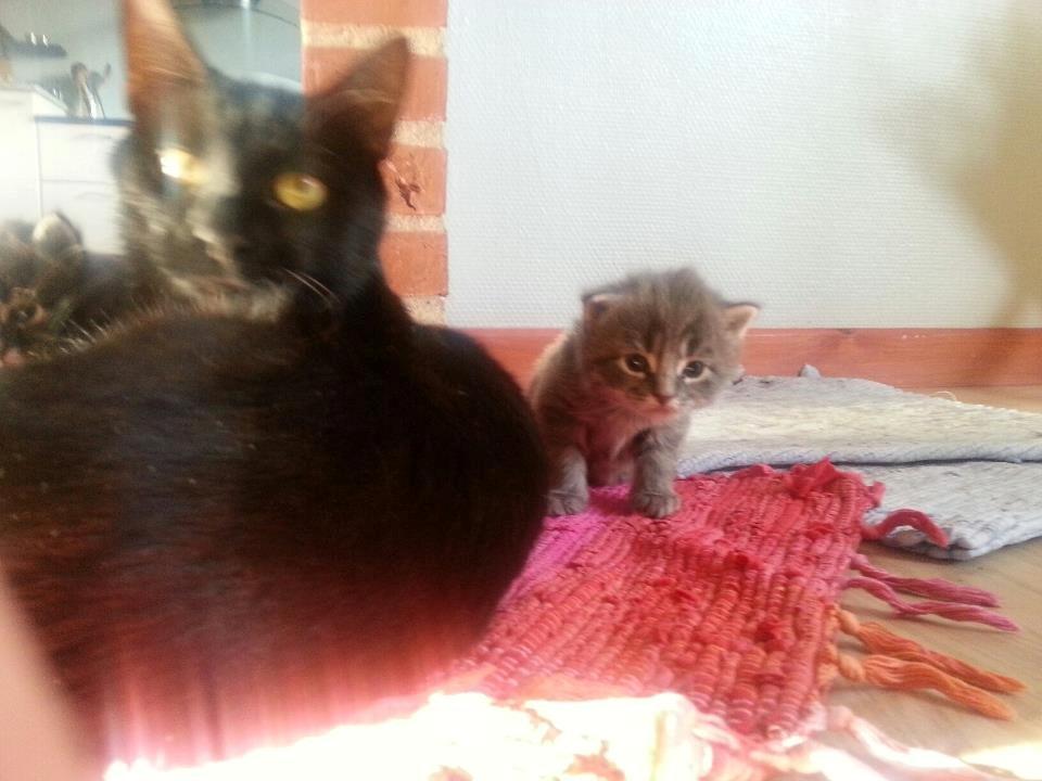 Blanding af racer Ludvig - Lille bette Ludvig. billede 1