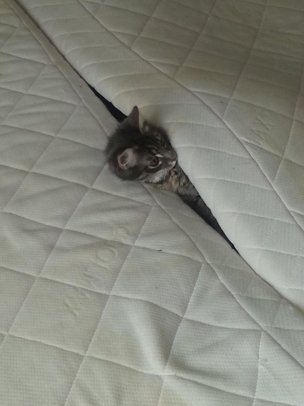 Blanding af racer Ludvig - Hjælper lige med at ligge nyt sengetøj på. :)  billede 2