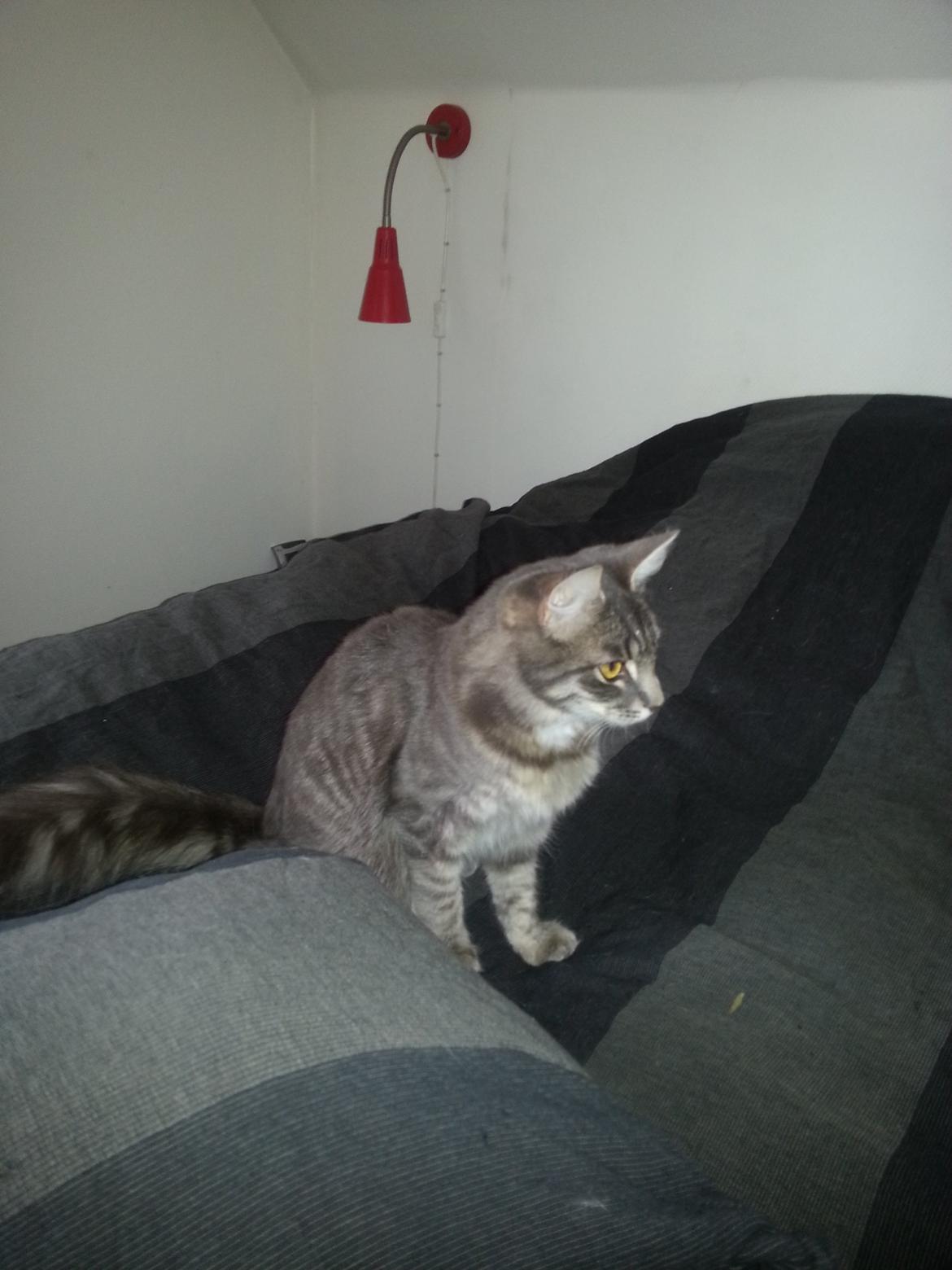 Blanding af racer Ludvig billede 3