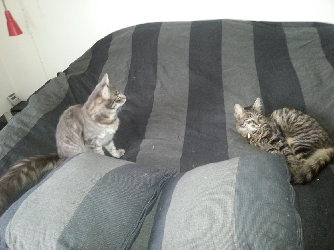 Blanding af racer Ludvig - Ludvig og Sofus. (brødre) billede 4