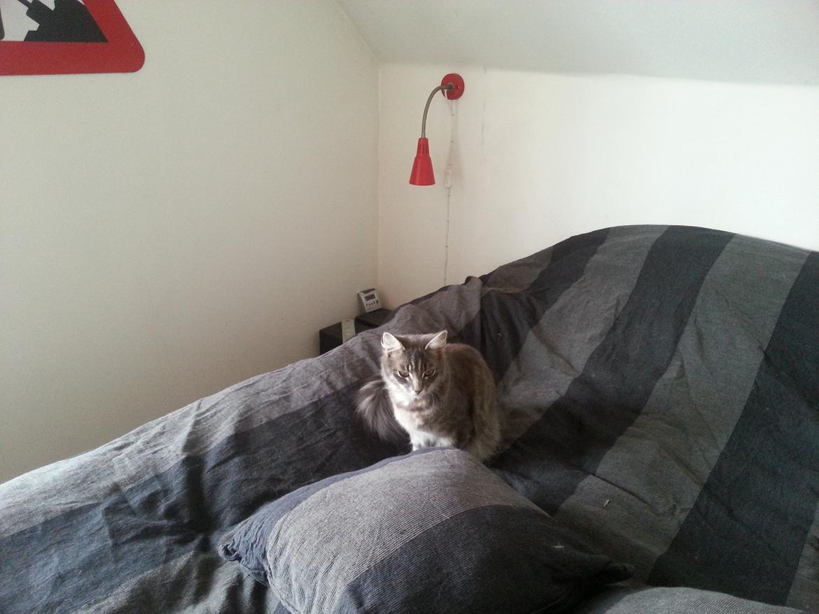 Blanding af racer Ludvig billede 5