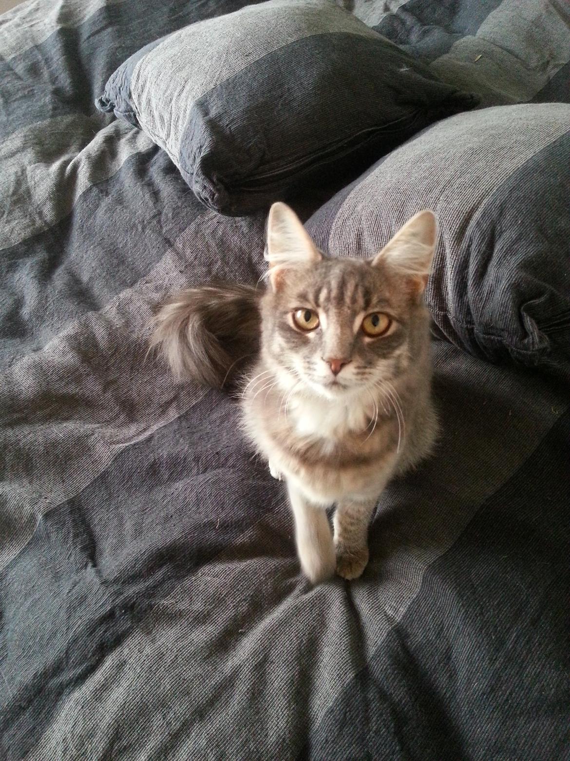 Blanding af racer Ludvig billede 6