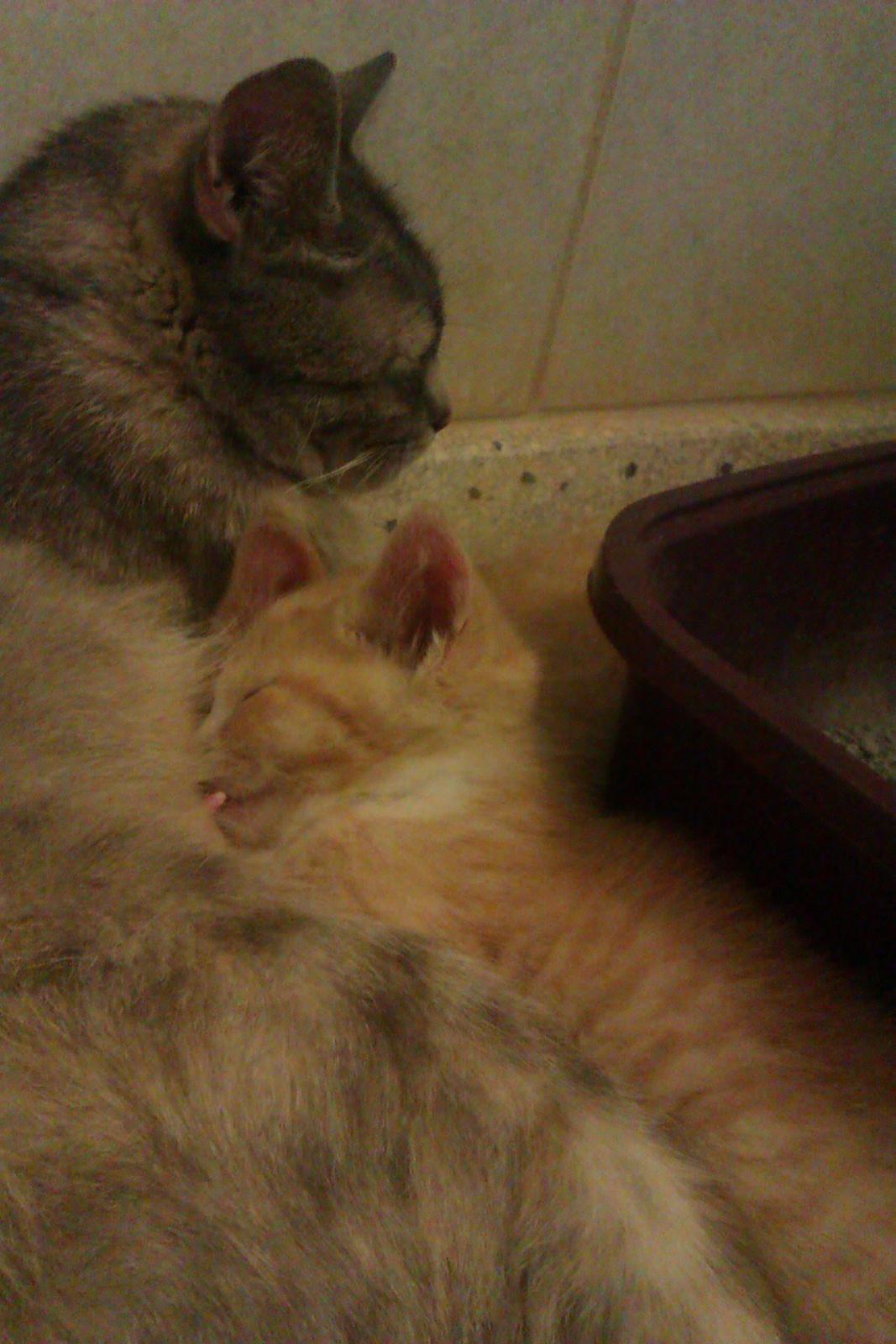 Huskat Linus billede 2