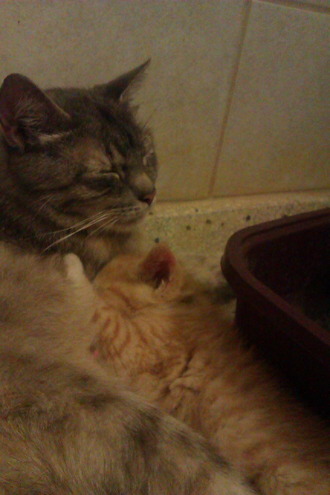 Huskat Linus billede 3