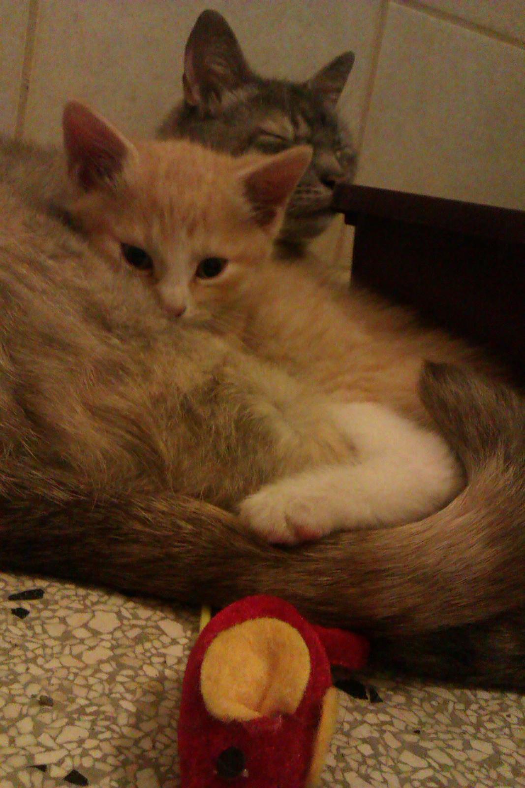 Huskat Linus billede 1