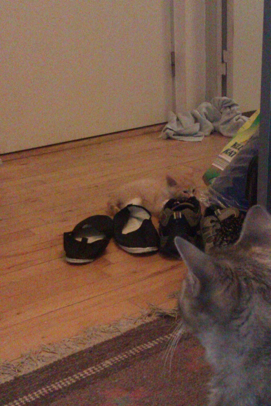 Huskat Linus billede 4