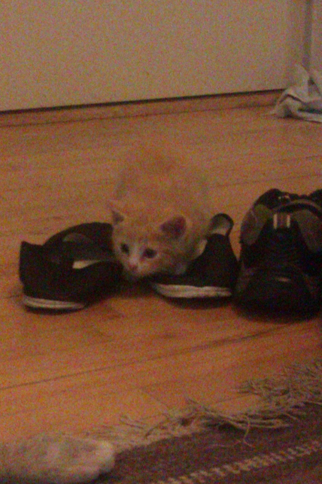 Huskat Linus billede 5