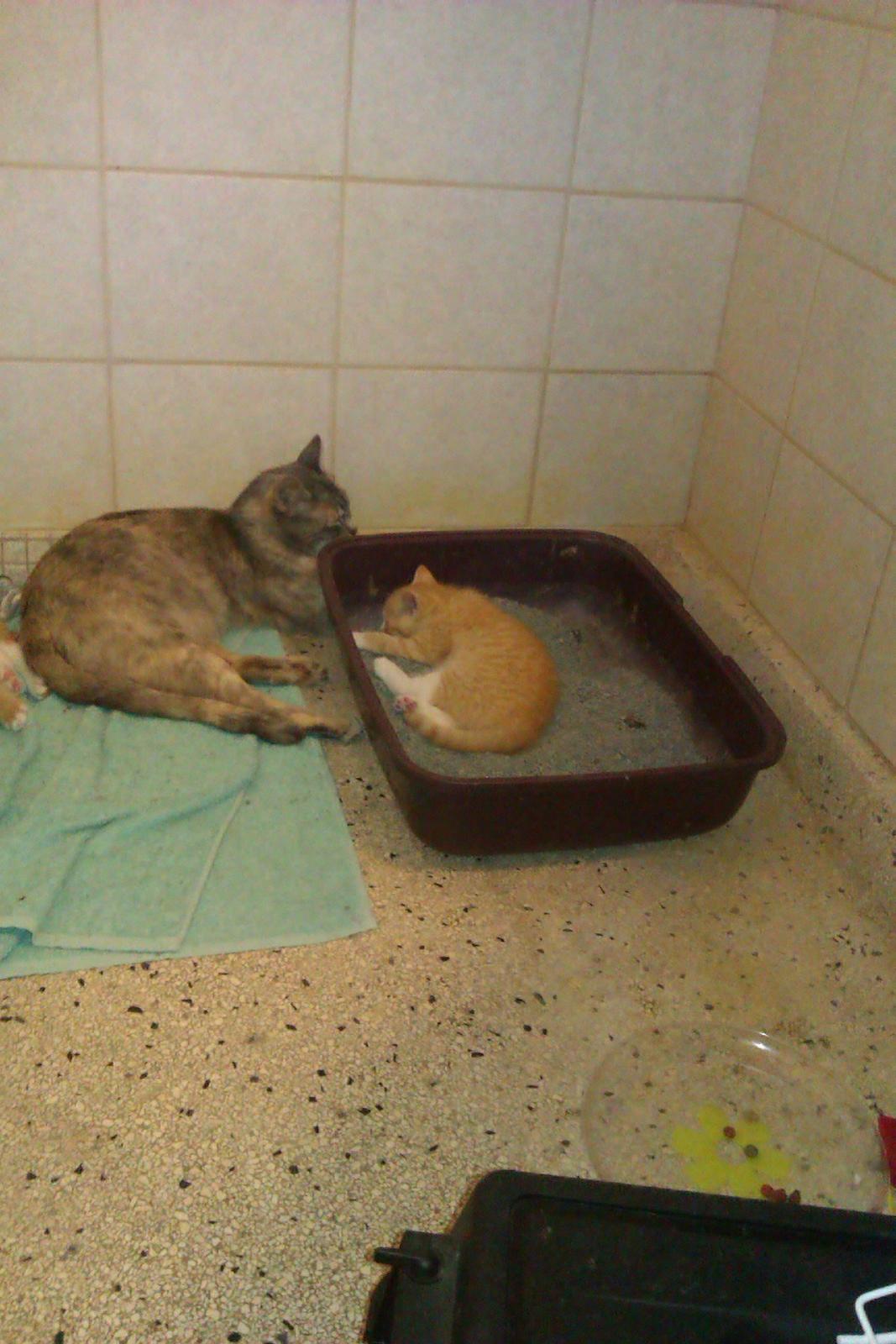 Huskat Linus billede 6