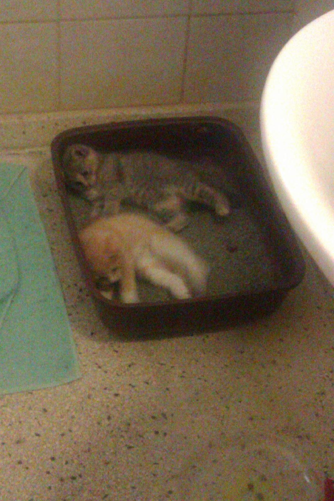 Huskat Linus billede 7