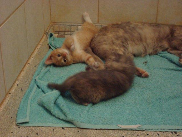 Huskat Pelle billede 2