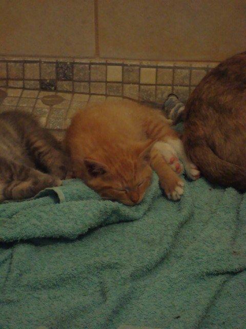 Huskat Pelle billede 1