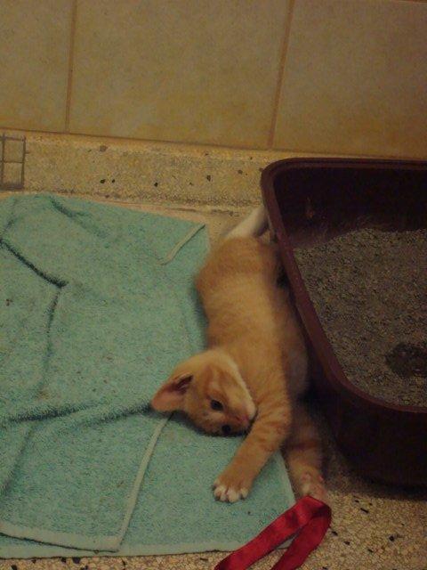 Huskat Pelle billede 3