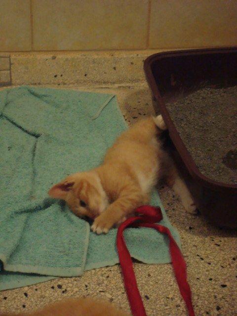 Huskat Pelle billede 4