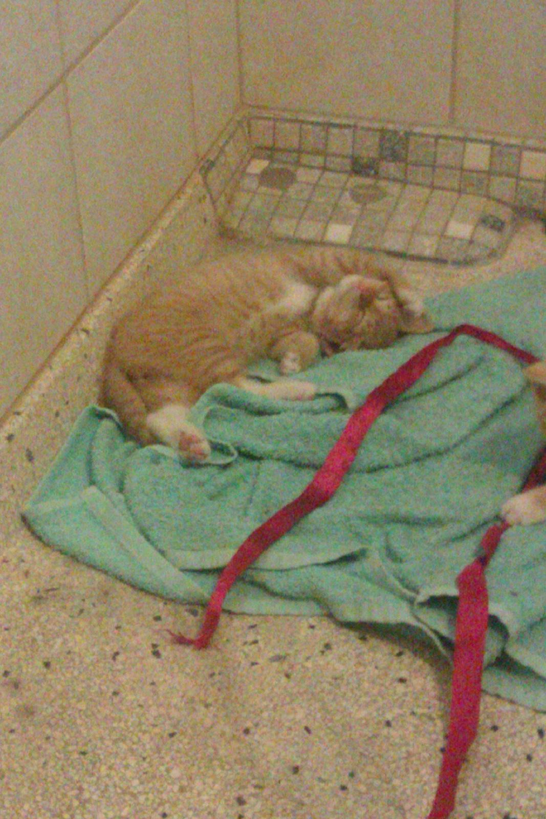 Huskat Pelle billede 5