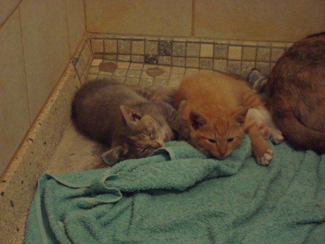 Huskat Thilde billede 1