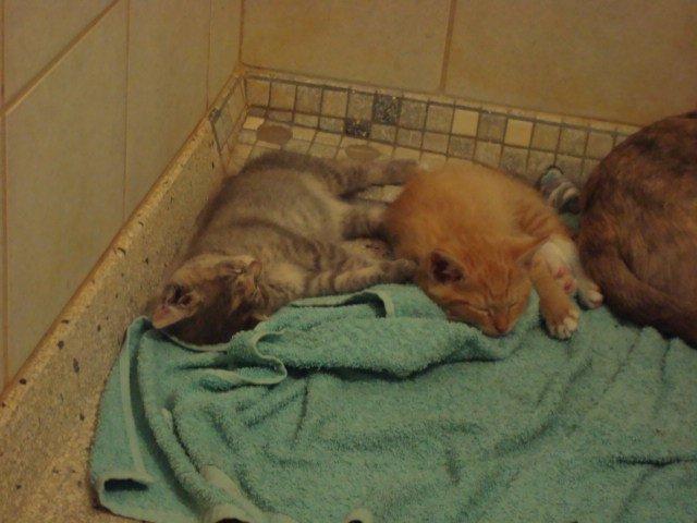 Huskat Thilde billede 2