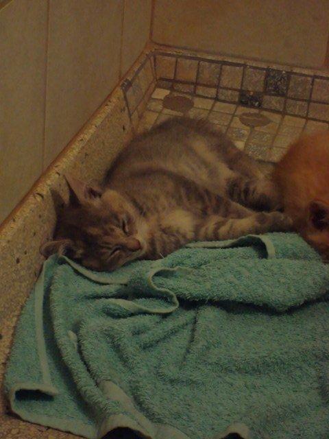 Huskat Thilde billede 3